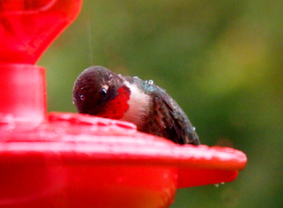 [A small bird with a ruby throat visible and its beak into the small hole in the red feeder. Water droplets are visible on its coat.]
